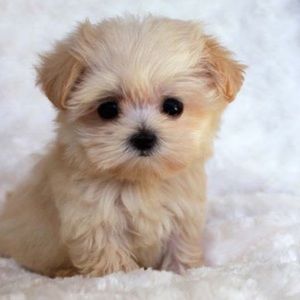 Meet your Posher, Maily